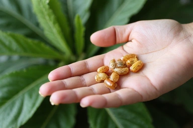 Mână care ține o capsulă de supliment, cu un fundal estompat de plante, simbolizând calitatea produsului.